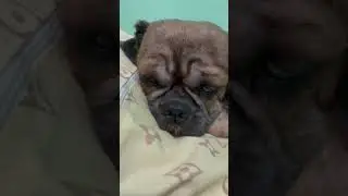 Sleepy dog 🐶