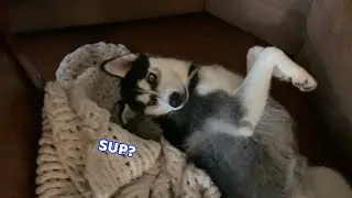 Restless Husky Insists on Going to the Park!