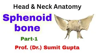 Sphenoid Bone Anatomy : Part-1
