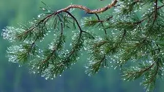 Rain Sounds for Sleeping  🌧️ 4 Hours