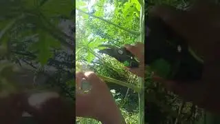 Harvest Papaya Flowers #133 #short
