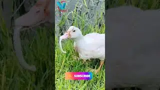 Duck Swallow Snake Live 