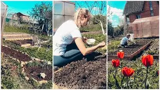 ДАЧА: 16 мая 2021👩‍🌾 Свекла,зелень и горох 