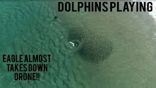 Dolphins and Eagle almost gets drone
