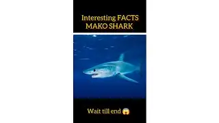 Facts about Mako shark 😳😱#facts #shark #fish #youtube