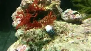 Ophiura wants to eat hermit crab skin