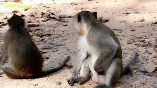 Funny Monkey Pees Try not to Laugh. It looks not Sheepish. MV 0100