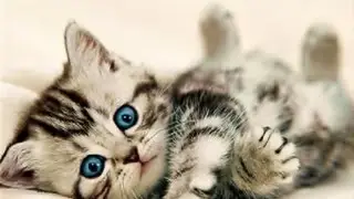 Funny names for cats | best 15 funny names for cats female