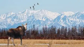 WILDLIFE OF SIBERIA. KOLYMA