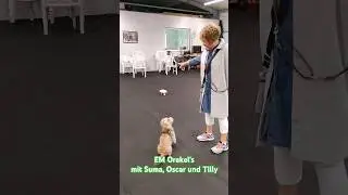 EM Orakel #emorakel #em #emdeutschland #em2024 #hunde #barßel #saterland #ammerland #cloppenburg