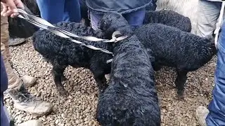 Молбозор и Ленски район нархи гови ширте