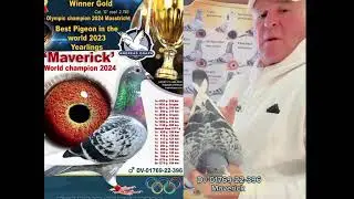 Super Pigeon of Andreas Drapa | Maverick | Drapa | Racing pigeons
