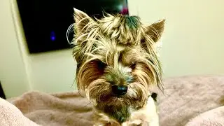 💥МОЕ БЕСПОКОЙНОЕ ХОЗЯЙСТВО🐕🐈С Ними Не Соскучишься‼️ТУРЦИЯ АНТАЛИЯ @MAMALENA