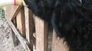 Жизнь на кошаре)