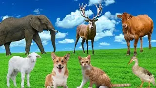 Interesting Facts About Animals - Dogs, Cats, Cows, Ducks, Sheep, Elephants
