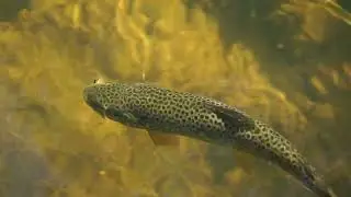 Wild Salmon are Fascinating