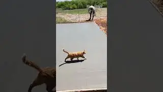 Cats are the epitome of main character energy  😂😹