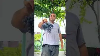 TOʻS - Besh barmoq nomli erta pishar Qora UZUM. Narhlari