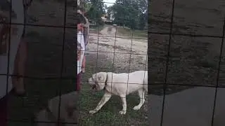 Конект с Алабаем
