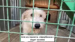Маленькая Аля была домашней. Помогите спасти! Приют «Щербинка» Собака Юзао
