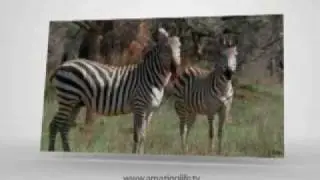 Amazing Life на НТВ+
