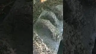 Bird's nest removal, at end of season.  Empty nest, time to remove them.
