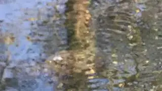 The Curse of the Creek (Spooky Campfire Story Read Aloud)