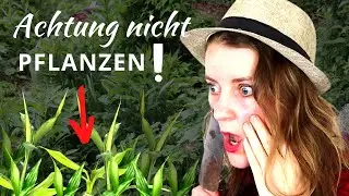 Diese 5 Pflanzen zerstören deinen Garten!