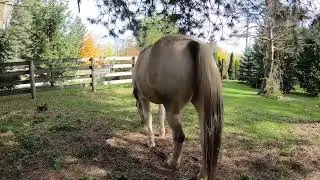 horse poop