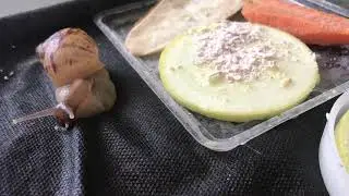 Наши улитки Ахатины | Ахатина Фулика Родици альбино | Ахатина ретикулята