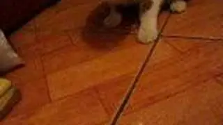 Mi gata Sophie