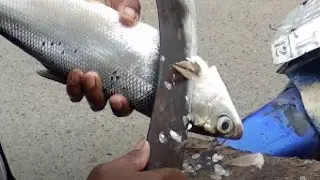 fish cutting skills fastest || Best Fishing HD Fish Cutting Skills