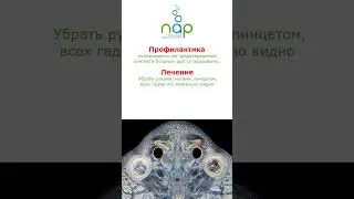 Аргулез #shorts