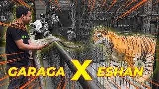 STRANGE MEETING..!! GARAGA KING COBRA X ESHAN BENGAL TIGER..!