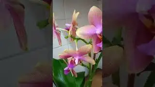 Phal. Liodoro. Жаль, не передать аромат)
