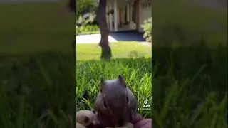 Say hello to my little friend the mighty squirrel