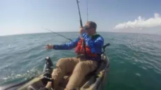 Sharked Bonita