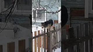 Встретил пёсика ❤️ 