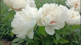 Улюблені сорти #Півонії: Quad Rose, Salmon Glory, Bob