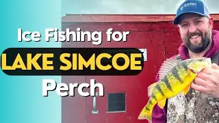 Lake Simcoe Perch Ice Fishing - My season's best Perch