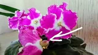 КОМНАТНЫЕ ЦВЕТЫ.  Фиалки и Зантедеския(Калла).// Комнатные цветы не перестают удивлять!😊