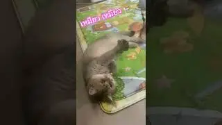 เหมียว เหมียว เหมียว 🐱/ ทาสแมวแล้วเรา / คิดถึงพี่ฟ้าใสนะค่ะ 💞💞 🐈🍭🍭