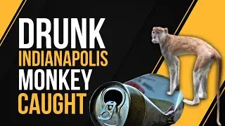 Indianapolis Monkey Momo Caught