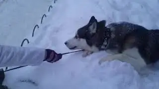 Хаски не хочет домой. Прикол.