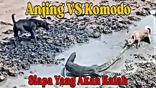 Ini Akibatnya Jika Berani Menyerang Komodo @arixvlog