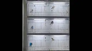 Гибридизация птиц 2024