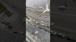 ОРЁЛЬ Петруха прилетел за хлебом!