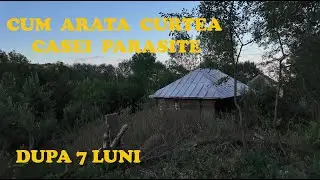 Cum Arata Curtea Casei Parasite dupa 7 luni?