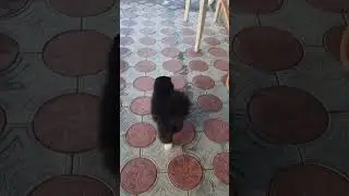 Боня спит , другие коты хозяйничают