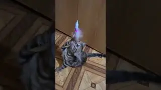Астра. бенгальская. +79155191005